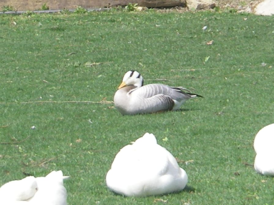 2009-04-15-034-Geese