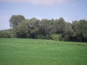 2009-04-15-035-Spring-Trees