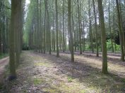 2009-04-15-038-Siesta-Wood