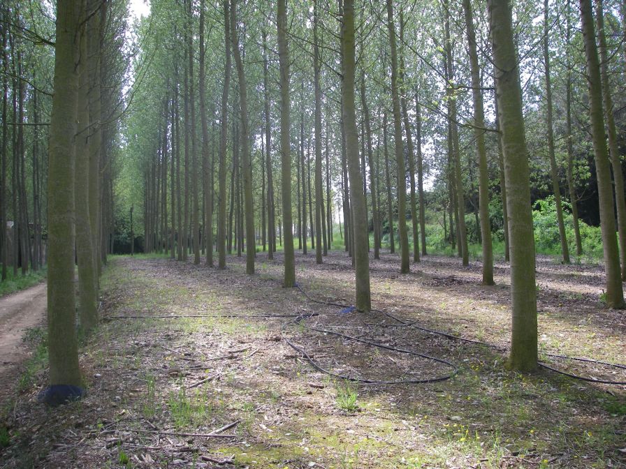 2009-04-15-038-Siesta-Wood