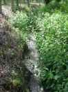 2009-04-15-039-Stream
