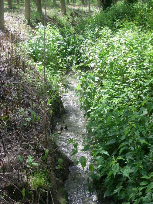 2009-04-15-039-Stream