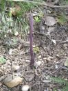 2009-04-15-042-Serapias