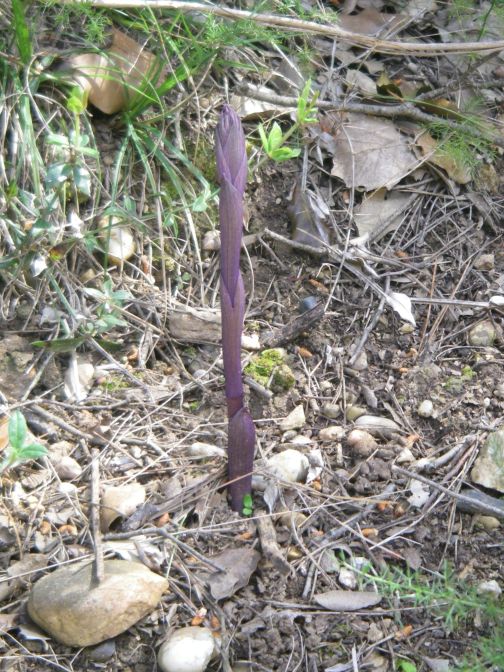 2009-04-15-042-Serapias