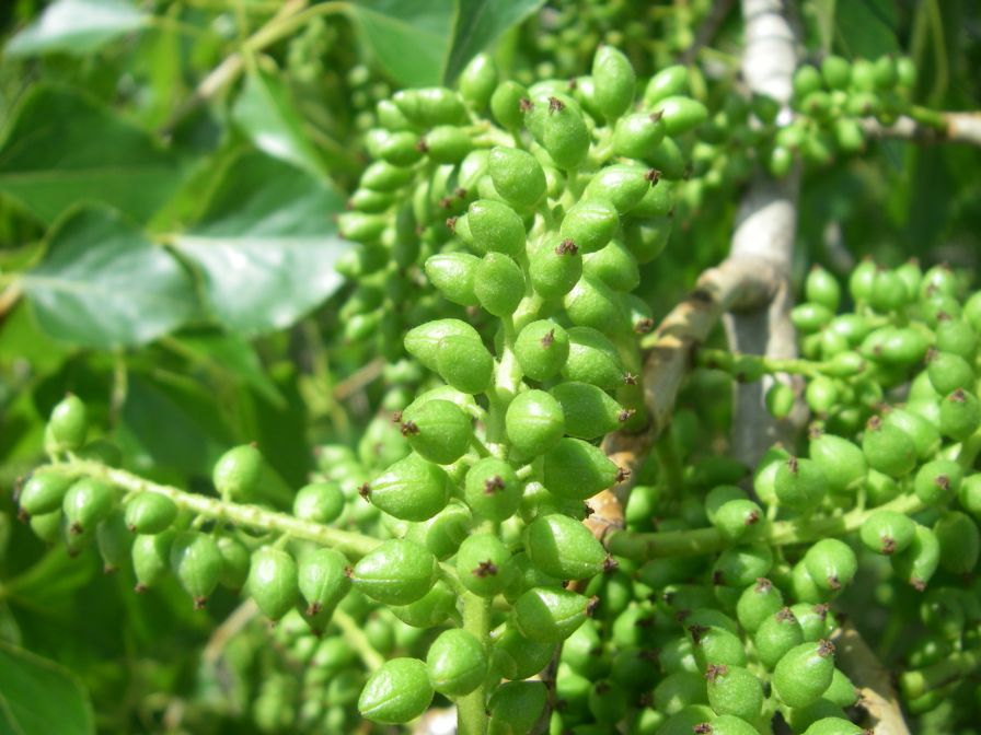 2009-04-15-050-Poplar-after-flowering