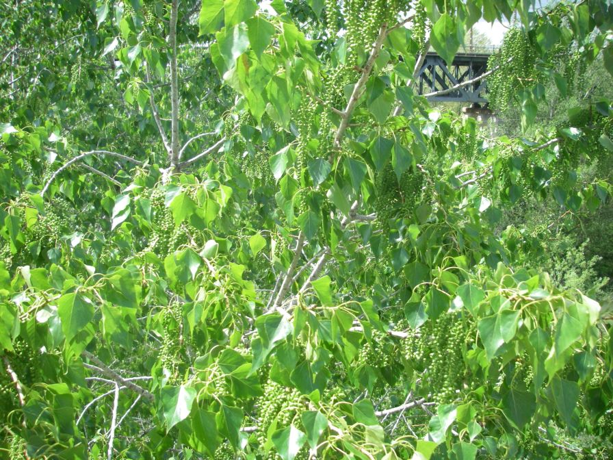 2009-04-15-051-Poplar-after-flowering