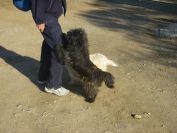 2009-04-16-016-Doggies