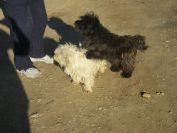 2009-04-16-017-Doggies