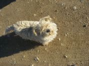 2009-04-16-018-Doggies