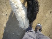 2009-04-16-019-Doggies