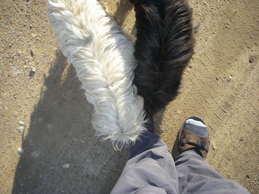 2009-04-16-019-Doggies