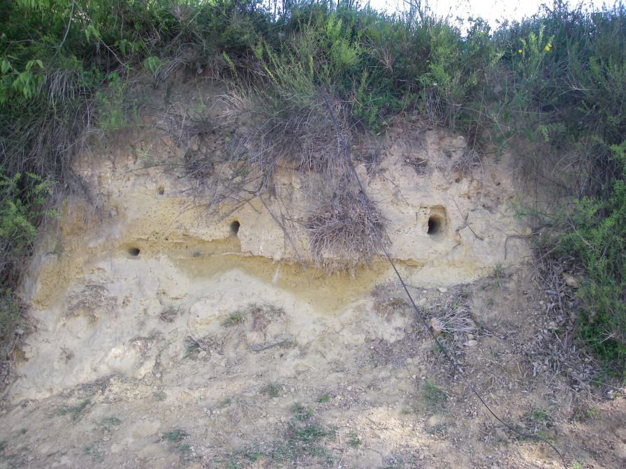 2009-04-16-028-Bee-Eater-Holes