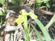 2009-04-16-040-Flag-Iris