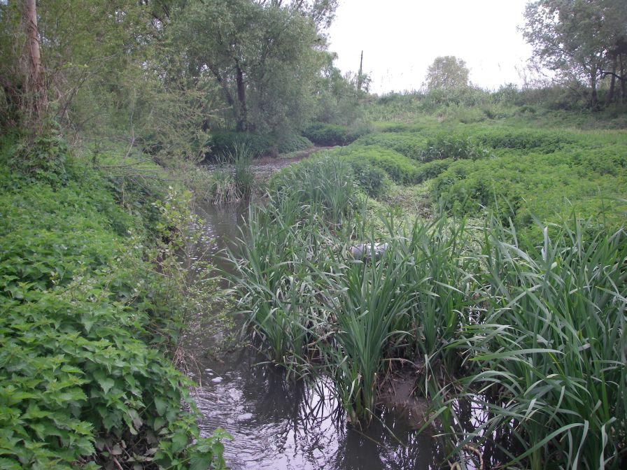 2009-04-16-047-Stream