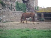 2009-04-16-054-Horse