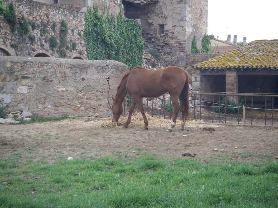 2009-04-16-054-Horse