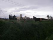 2009-04-16-055-Horses