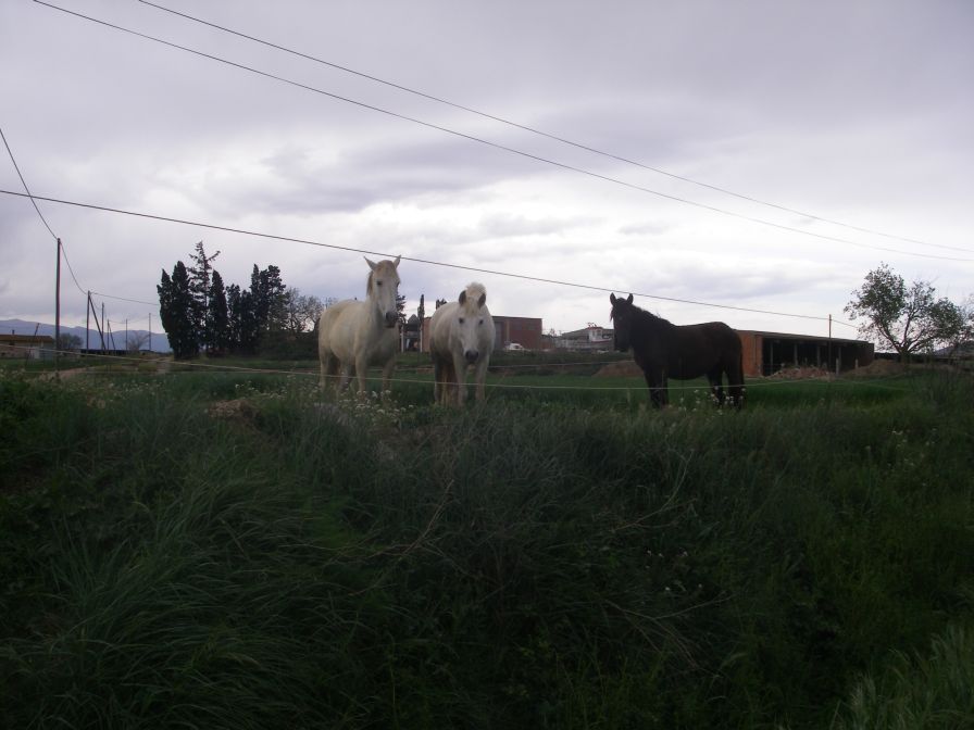 2009-04-16-055-Horses