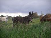 2009-04-16-056-Donkey