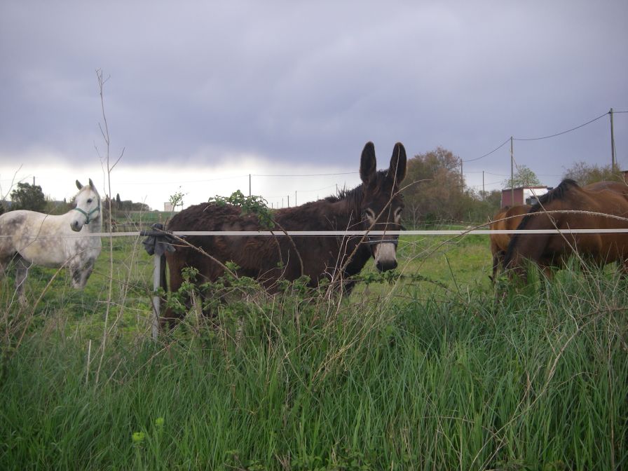2009-04-16-056-Donkey