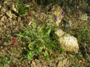 2009-04-17-005-Chicory