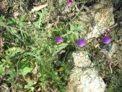 2009-04-17-006-Chicory