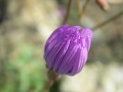 2009-04-17-008-Chicory