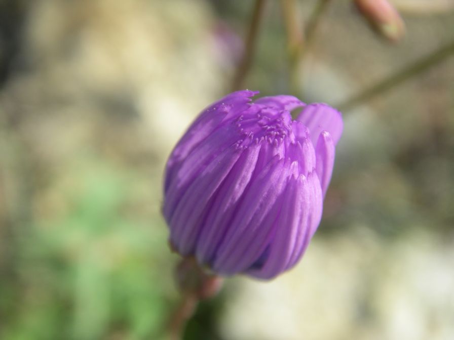 2009-04-17-008-Chicory