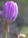 2009-04-17-009-Chicory