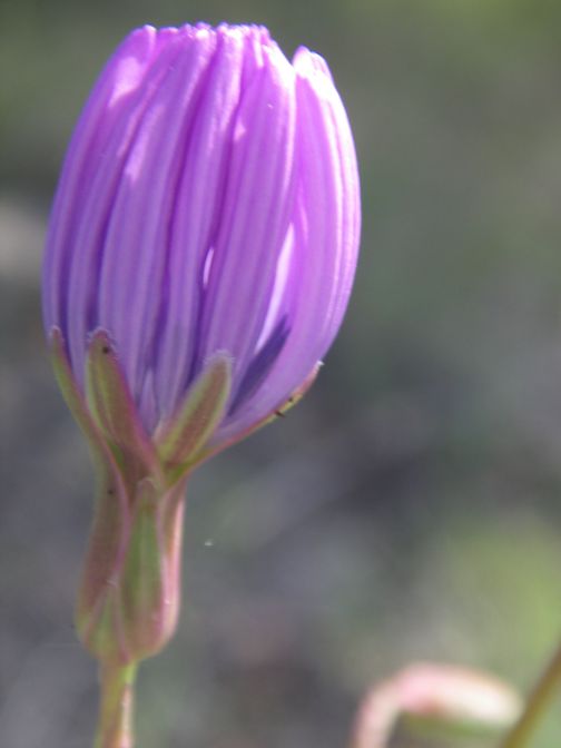 2009-04-17-009-Chicory