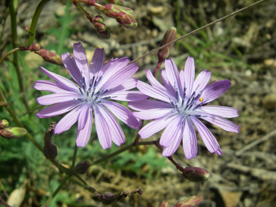 2009-04-17-010-Chicory