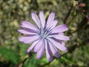 2009-04-17-011-Chicory