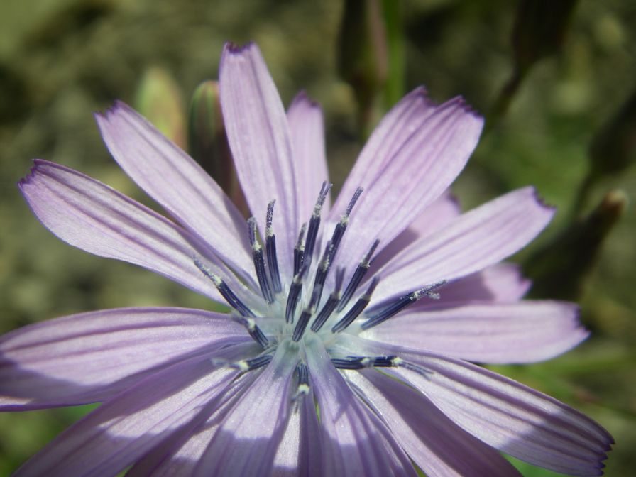 2009-04-17-012-Chicory