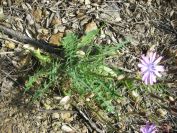 2009-04-17-013-Chicory