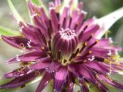 2009-04-17-014-Tragopogon