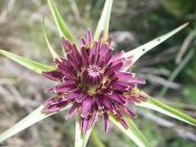 2009-04-17-015-Tragopogon