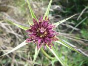 2009-04-17-016-Tragopogon