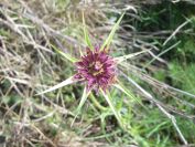 2009-04-17-017-Tragopogon