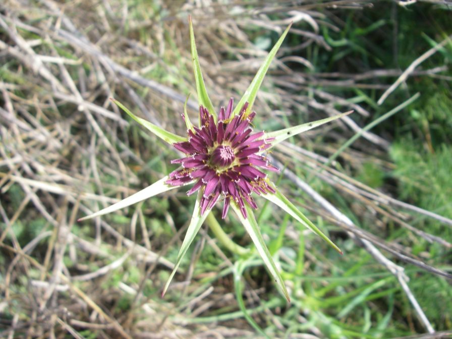 2009-04-17-017-Tragopogon