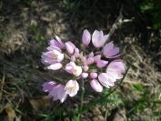 2009-04-17-018-Alium