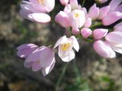 2009-04-17-019-Alium