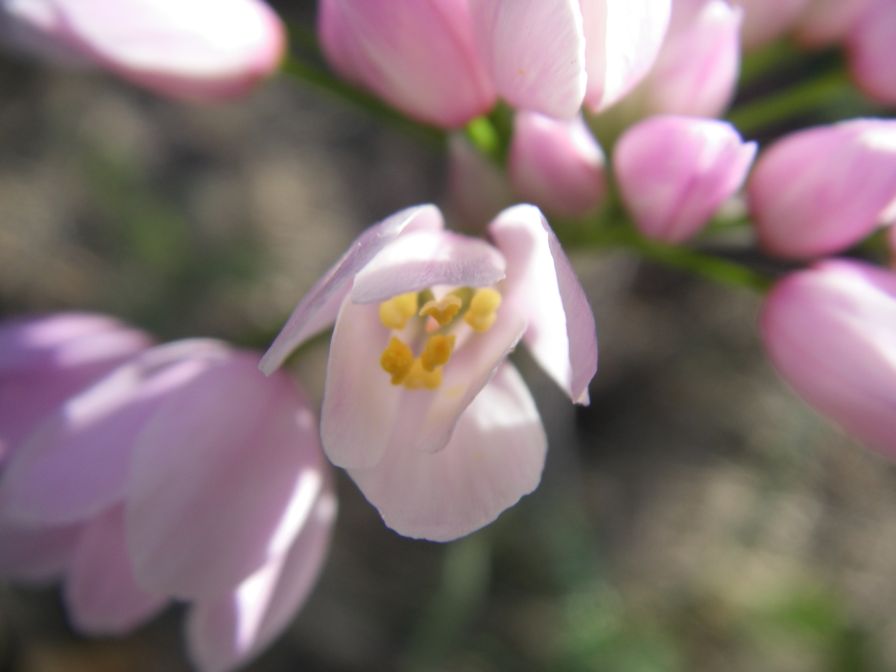 2009-04-17-020-Alium