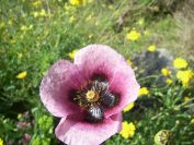 2009-04-17-021-Opuim-Poppy