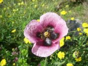 2009-04-17-022-Opuim-Poppy
