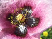 2009-04-17-023-Opuim-Poppy