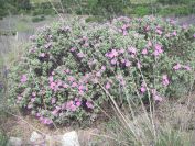 2009-04-17-024-Cistus