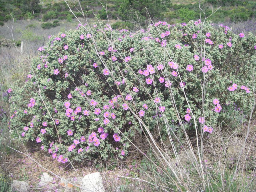 2009-04-17-024-Cistus