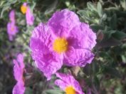 2009-04-17-025-Cistus