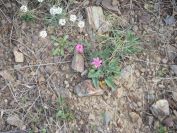 2009-04-17-030-Convolvulus