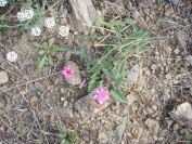 2009-04-17-031-Convolvulus
